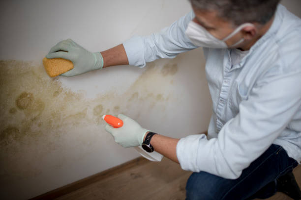 Best Residential Mold Remediation in Granite Bay, CA