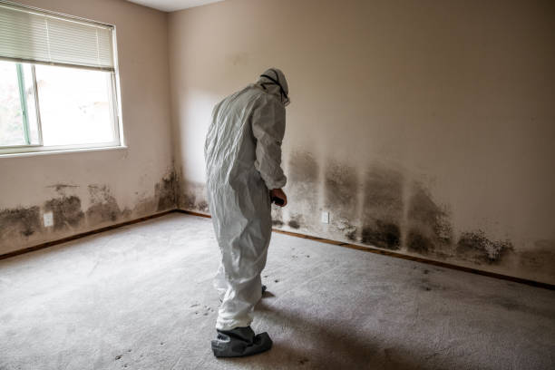 Best Emergency Mold Remediation in Granite Bay, CA