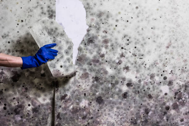 Reliable Granite Bay, CA Mold Remediation Solutions