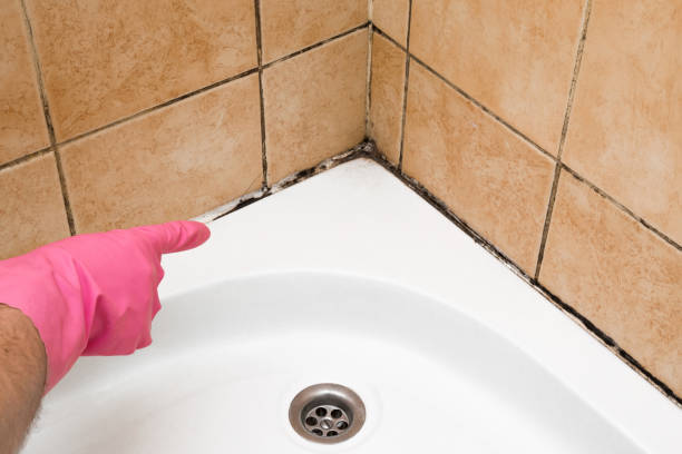 Best White Mold Remediation in Granite Bay, CA
